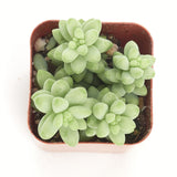 Sedum morganianum 'Burro's Tail'