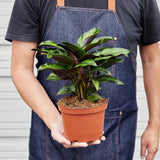 Calathea 'Beauty Star' - 6" Pot - NURSERY POT ONLY