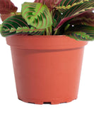 Potted plant with green and red leaves in a terracotta pot on a white background