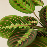 Maranta Red Prayer - 6" Pot - NURSERY POT ONLY