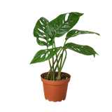 Monstera Adansonii 'Swiss Cheese' - 4" Pot - NURSERY POT ONLY