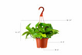 Epipremnum aureum 'Pothos' with dimensions labeled on a white background