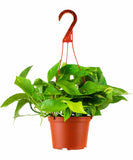 Epipremnum aureum 'Pothos' with a red hanging basket on a white background