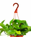 Epipremnum aureum 'Pothos' with a red hook on a white background
