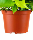 Epipremnum aureum 'Pothos'