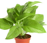 Potted green plant with large leaves on a white background