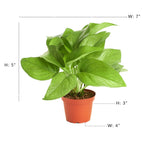 Epipremnum aureum 'Pothos' with dimensions labeled on a white background