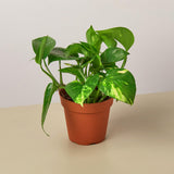 Pothos 'Golden' - 4" Pot - NURSERY POT ONLY