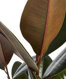 Close-up of a rubber plant with large leaves on a white background Ficus Elastica 'Burgundy'