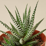 Zebra Succulent