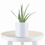 Aloe Vera House Plant in White Ceramic Cylinder Planter
