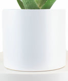 White planter with Aloe Vera House Plant 