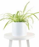Spider Plant in White Ceramic Cylinder Planteron a small white table with a white background
