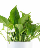 Epipremnum aureum 'Pothos' in White Ceramic Cylinder Planter