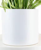 Epipremnum aureum 'Pothos' in White Ceramic Cylinder Planter