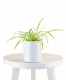 Spider Plant in White Ceramic Cylinder Planter on a white round table with a white background