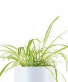 Potted Spider Plant in White Ceramic Cylinder Planter with green leaves on a white background