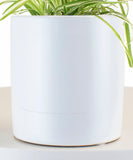 White ceramic planter with Spider Plant in White Ceramic Cylinder Planter on a light background