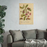 Cerasus nigra dulcis florens (Sweet Black Cherry in Bloom), Colorized Reproduction from Erucarum Ortus (1717), GoGardenNow Exclusive