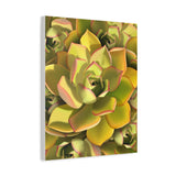 Noble Aeonium Succulent Pattern Canvas Print – Botanical Wall Art