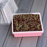 Pink seedling tray with small plants on a wooden surface 1010 Trays 2.5" Deep - Extra Strength