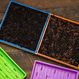 Four color-coded seedling trays on a wooden surface