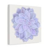 Graptopetalum Murasaki Succulent Canvas Print – Botanical Wall Art
