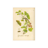 Grossularia hortensis, Colorized Gooseberry with Butterfly Engraving