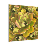 Noble Aeonium Succulent Pattern Canvas Print – Botanical Wall Art