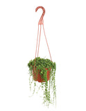 Hanging Senecio rowleyanus 'String of Pearls' on a white background