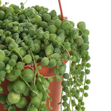 Potted string of pearls plant with green, round leaves on a white background