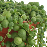 String of pearls succulent plant in a pot with a white background