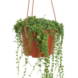 Senecio rowleyanus 'String of Pearls'