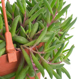 Othonna capensis 'Ruby Necklace'
