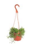 Othonna capensis 'Ruby Necklace' hanging basket