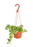 Senecio jacobsenii 'Trailing Jade'