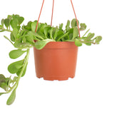 Senecio jacobsenii 'Trailing Jade'