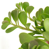 Close-up of Senecio jacobsenii 'Trailing Jade'