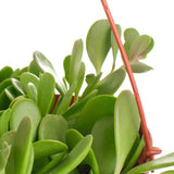 Senecio jacobsenii 'Trailing Jade'