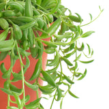 Senecio radicans 'String of Bananas'