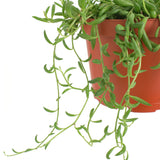 Senecio radicans 'String of Bananas'