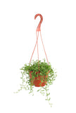Hanging Senecio radicans 'String of Bananas' on a white background