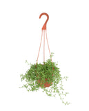 Hanging Senecio peregrinus 'String of Dolphins' on a white background