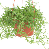 Hanging Senecio peregrinus 'String of Dolphins' on a white background