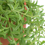 Close-up of Senecio peregrinus 'String of Dolphins'