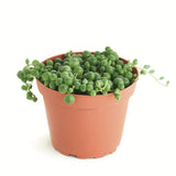 Senecio rowleyanus 'String of Pearls'
