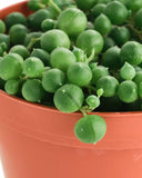 Senecio rowleyanus 'String of Pearls'