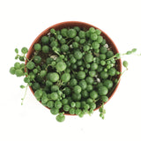 Senecio rowleyanus 'String of Pearls'