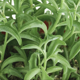 Senecio peregrinus 'String of Dolphins'