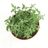 Senecio peregrinus 'String of Dolphins'